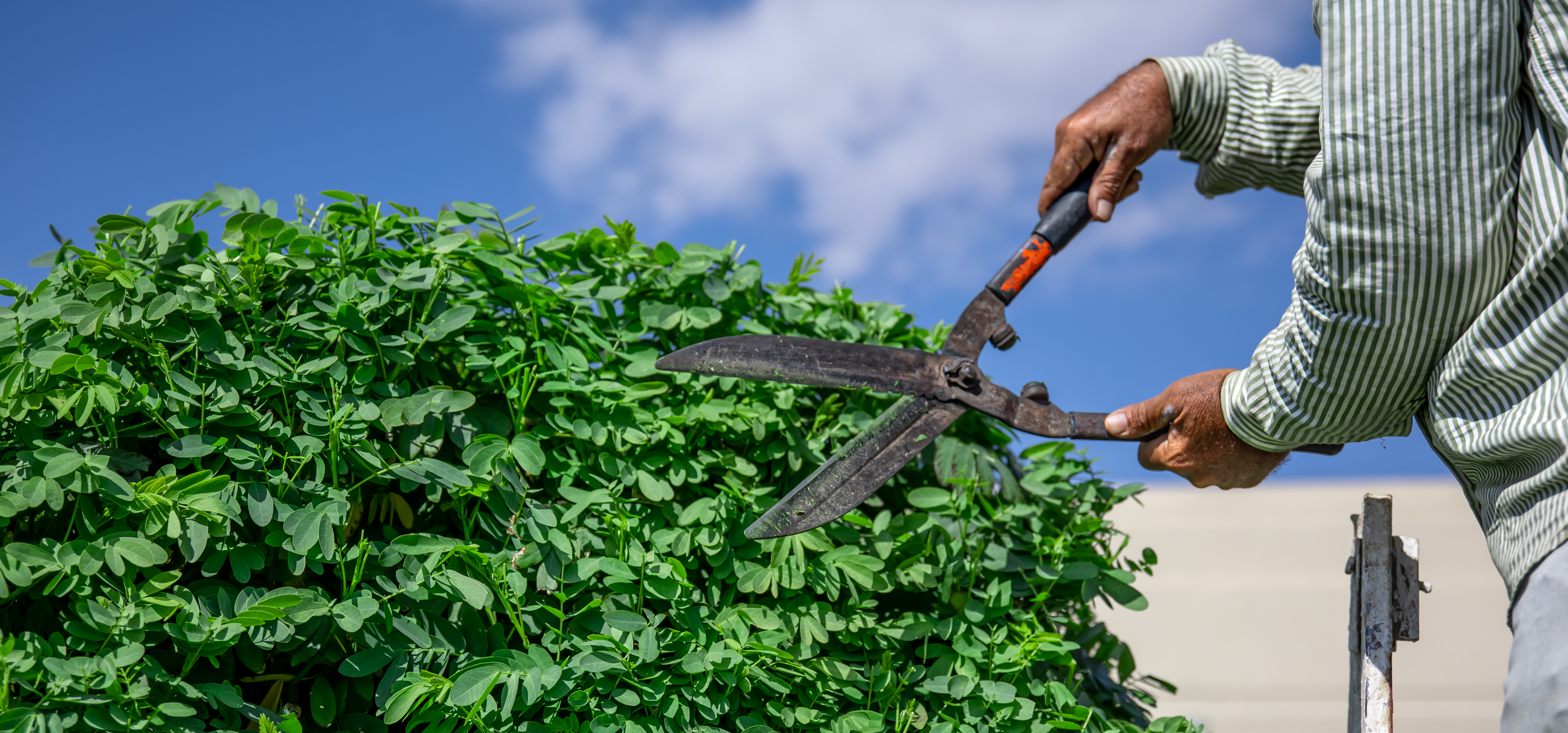 Outdoor Services Compound Designing and Gardening